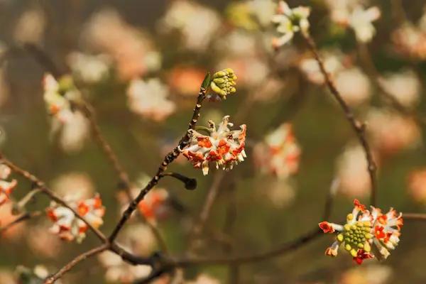 Closeup blossom